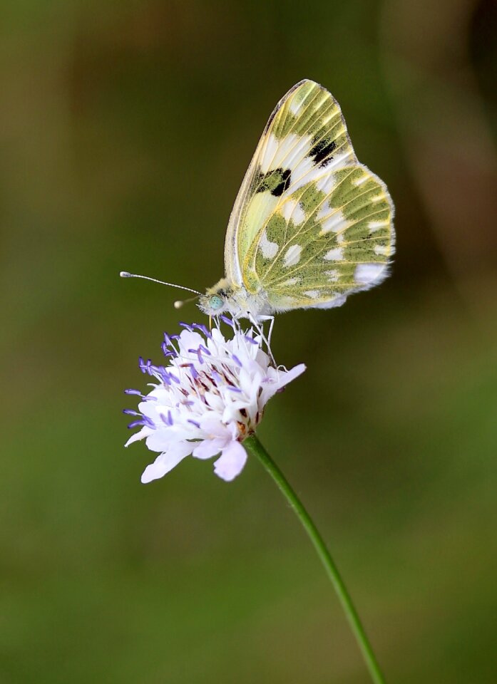 Wings coloring nature