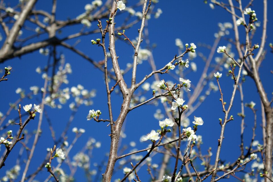 Fresh bright white blossom