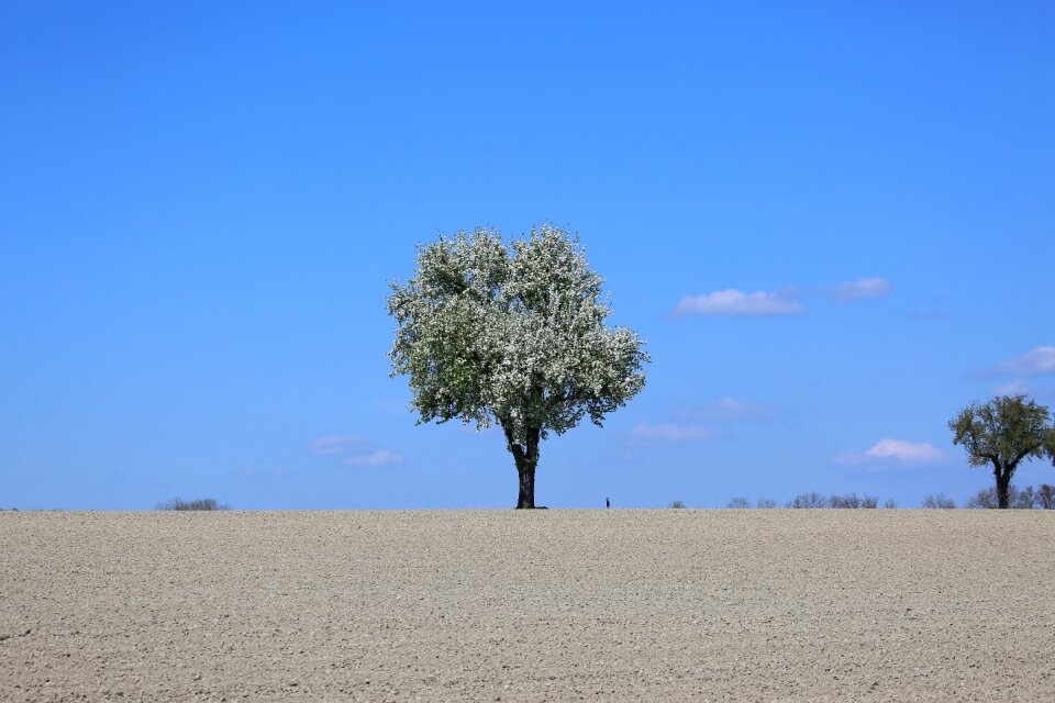 Sky alone plant