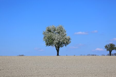Sky alone plant