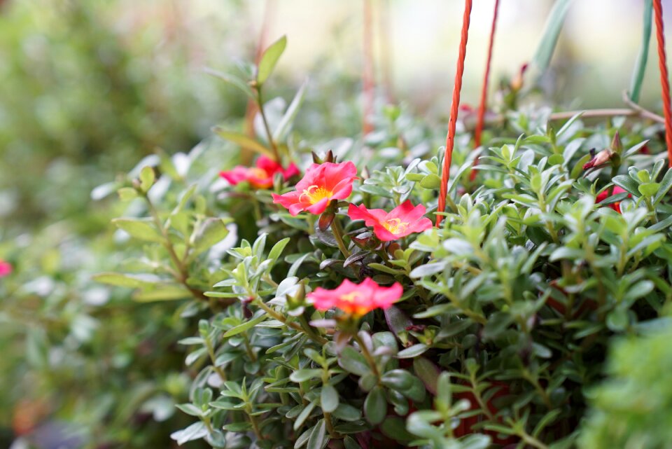 Plant nursery retail nurseries blooming