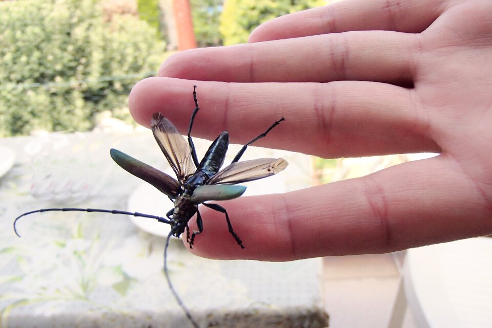 Nature animals wings