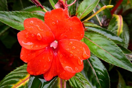 After the rain petal plant