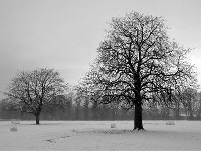 Winter fog gray landscape photo