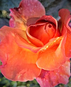 Rose bloom large orange photo