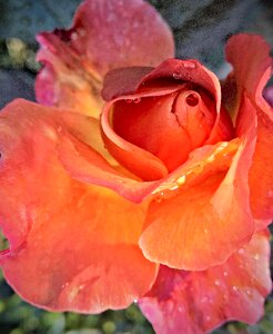 Rose bloom large orange