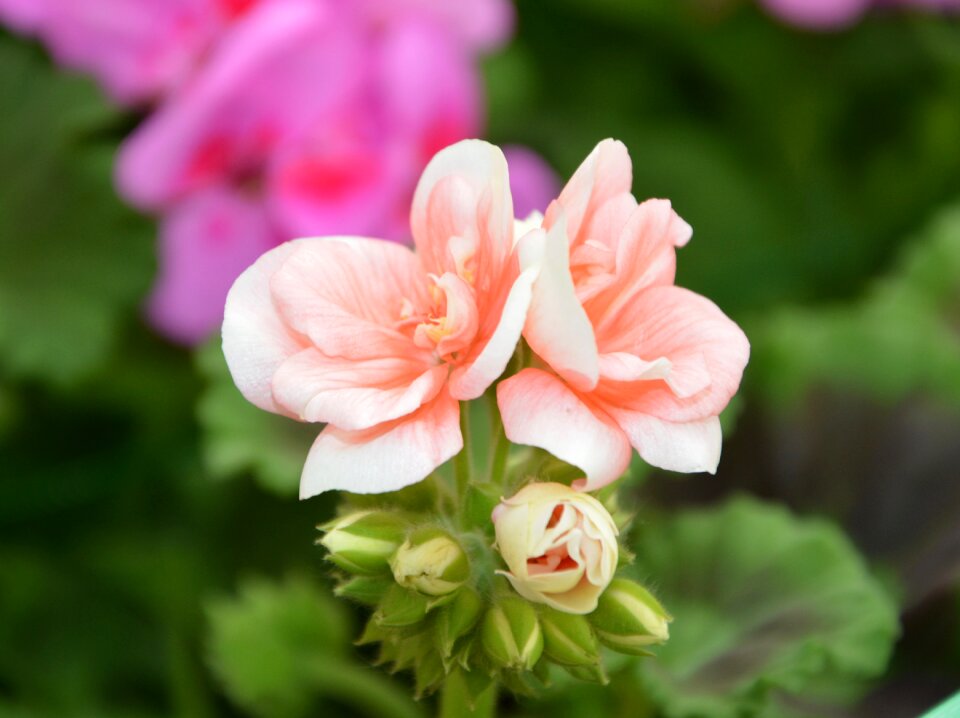 Plant garden floral