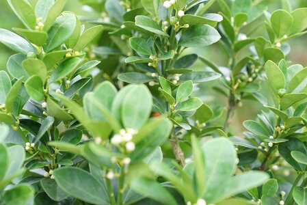 Lime plant plant nursery retail nurseries malaysia