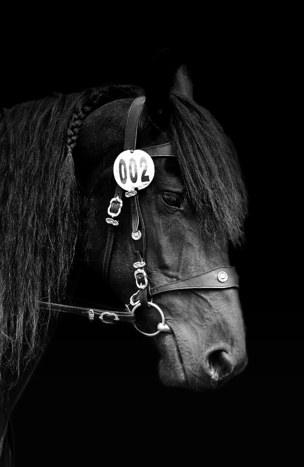 Black animals horse head
