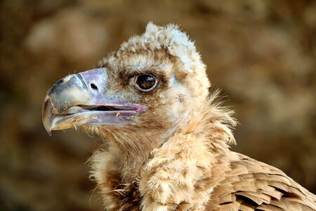 Young bird bird raptor photo