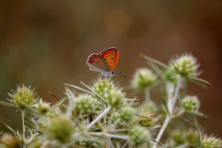 Rest wings insecta
