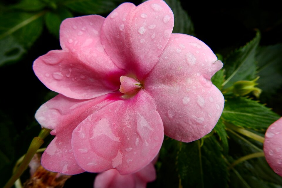 Plant nature wet