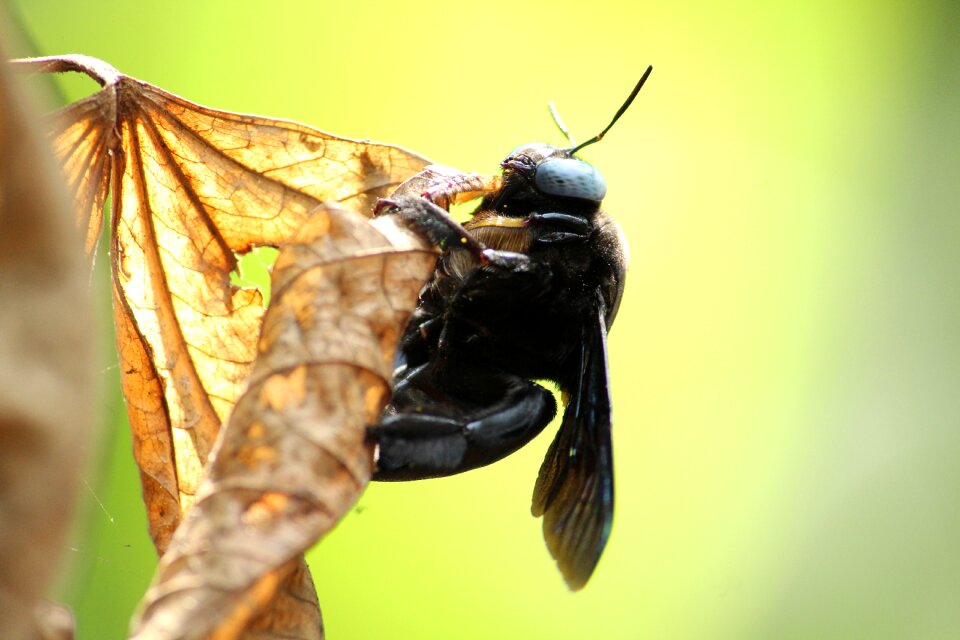 Wing animal antenna photo