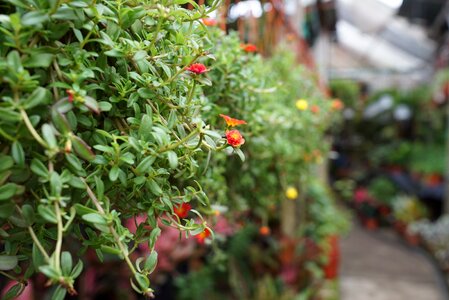 Blooming retail nurseries malaysia photo