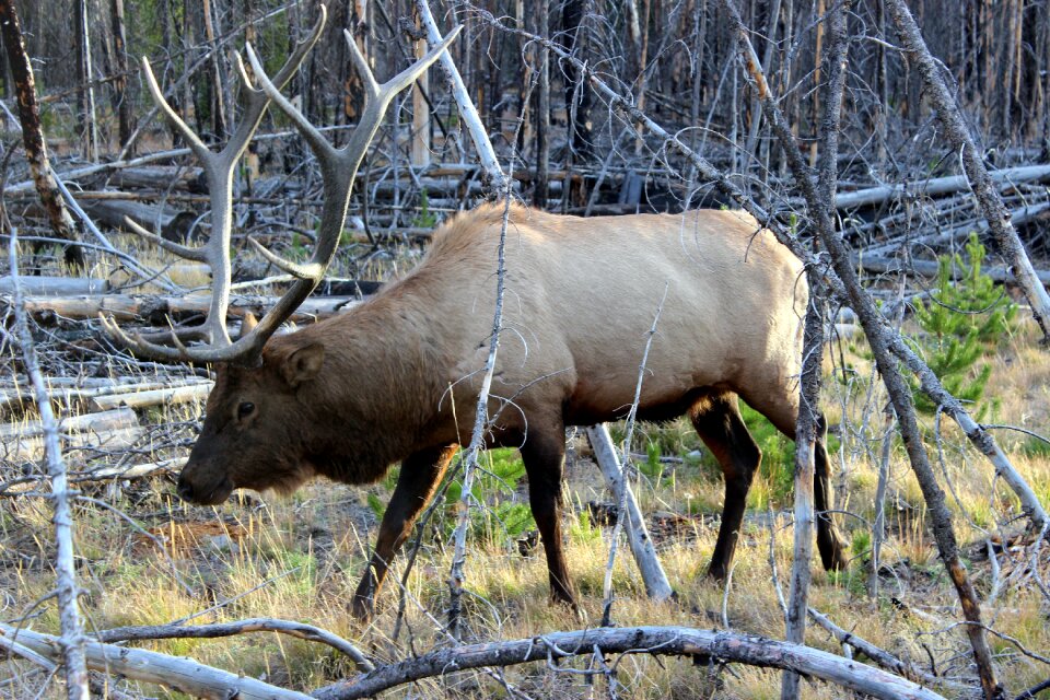 Usa animal hirsch