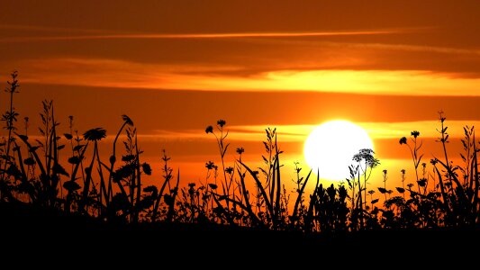 Sun evening nature