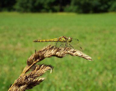 Close up animal flight insect photo