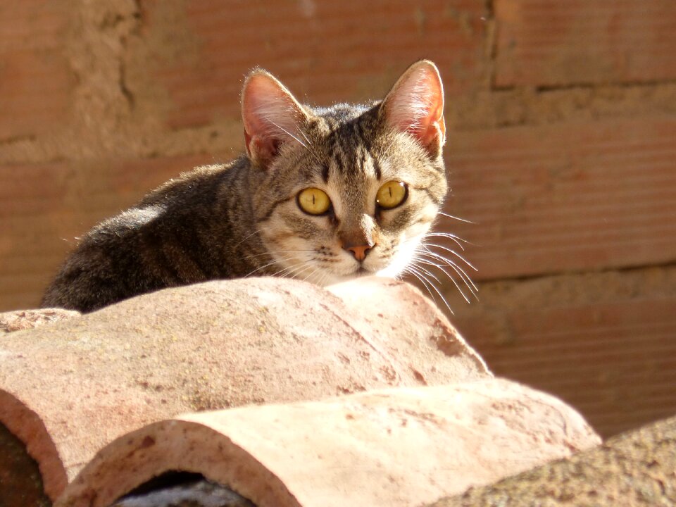 Stalking animalia nice
