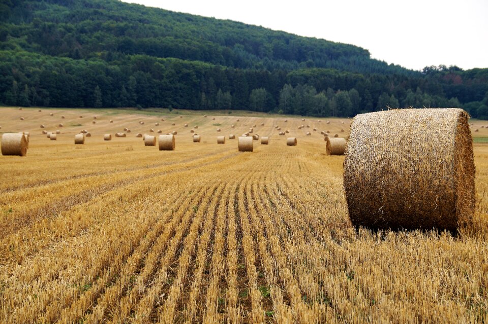Stubble summer agriculture