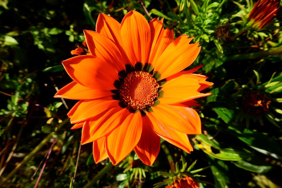 Plant nature ornament