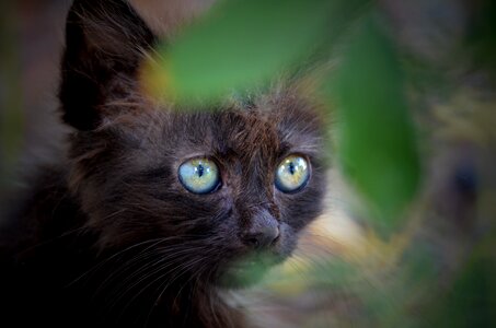 Mammal cat fur photo