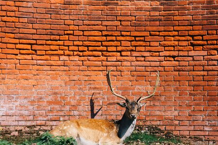 Animal red bricks