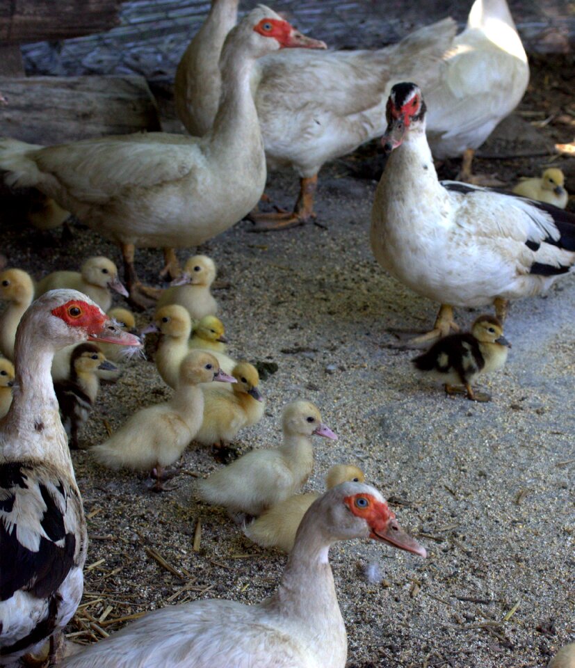 Bird domestica lot backyard