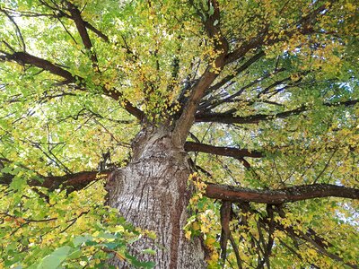 Fall foliage plant top