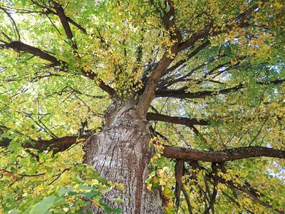 Fall foliage plant top photo