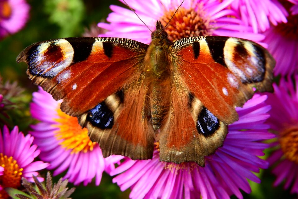 Nature wings insect
