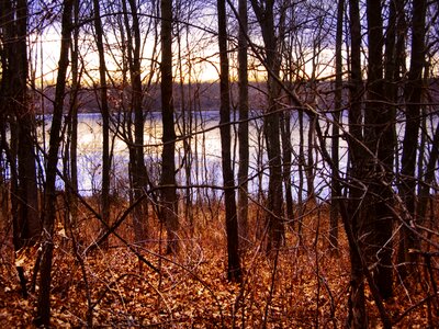 Forest park sunlight