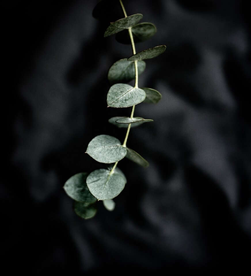 Plant nature gray leaf