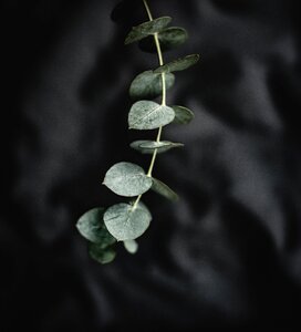 Plant nature gray leaf