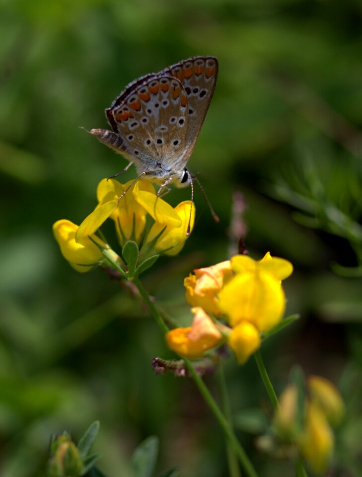 Flower yellow wings