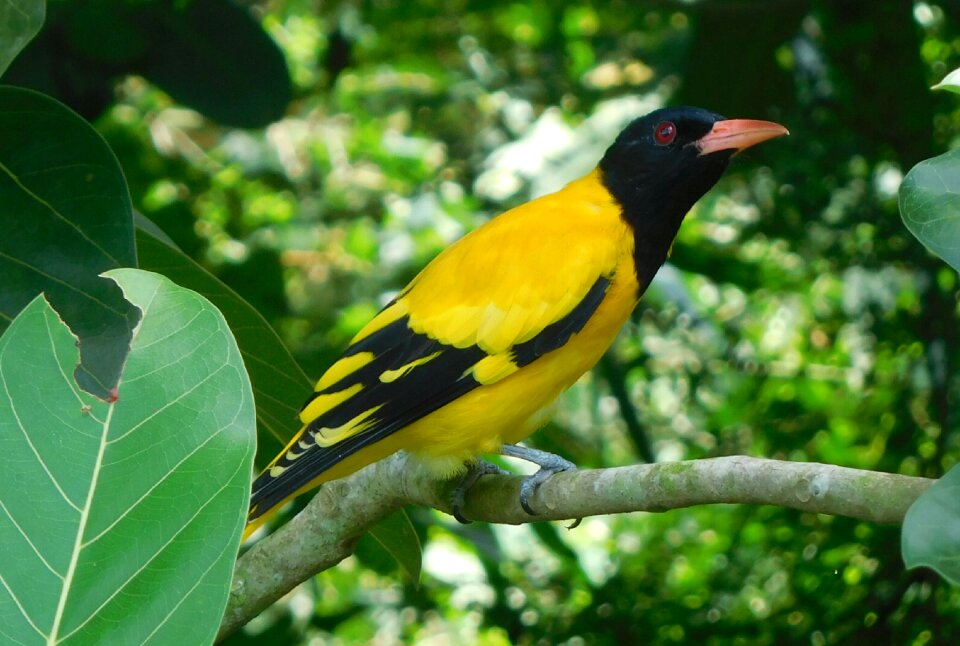 Bird oriole beauty