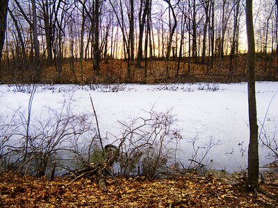 Forest park sunlight
