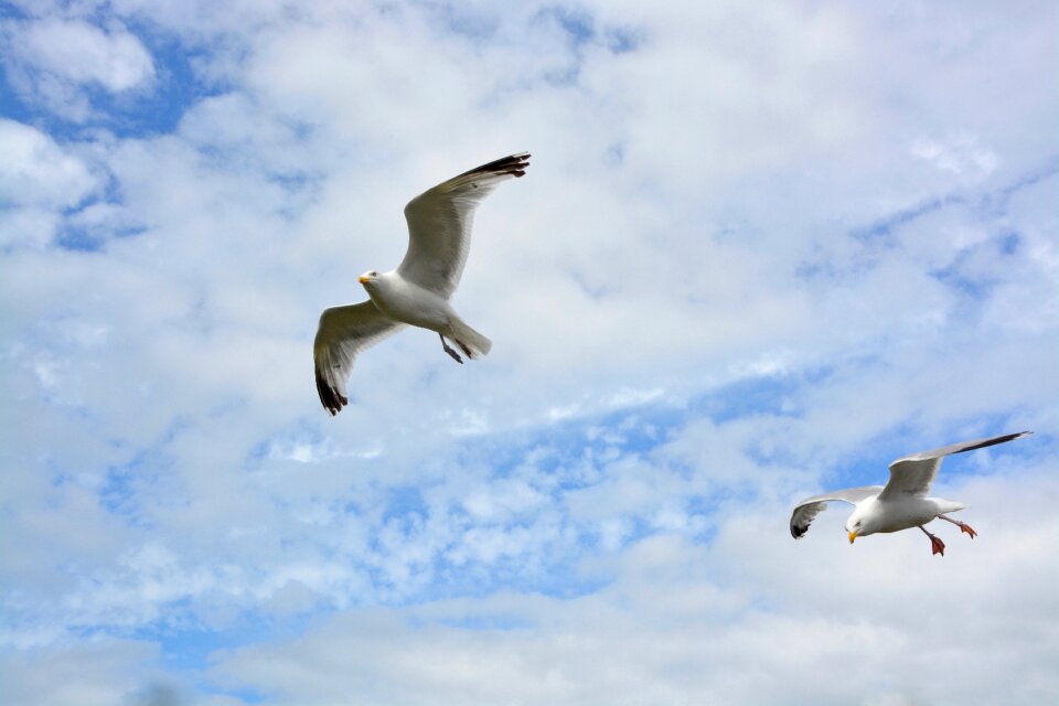 Cloudy sky seagull flies seabird