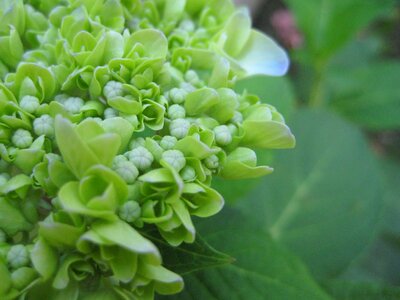 Flower plant greenery