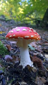 Forest floor toxic spotted