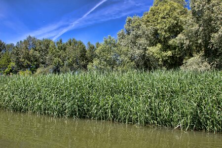 Green country trees