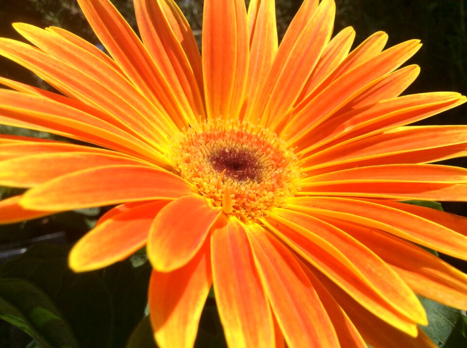Orange yellow sequence