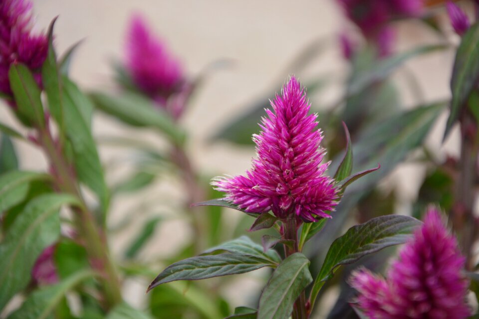 Pink fuchsia garden solid annual