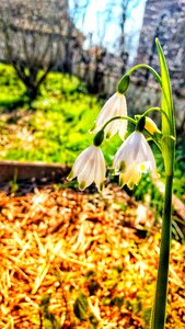 Leaf season flower photo