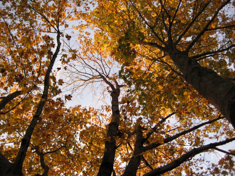 Fall leaves nature foliage