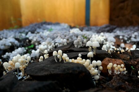 Mushrooms earth ground
