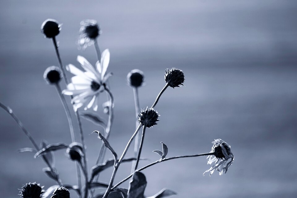 Bloom outlines black and white photo