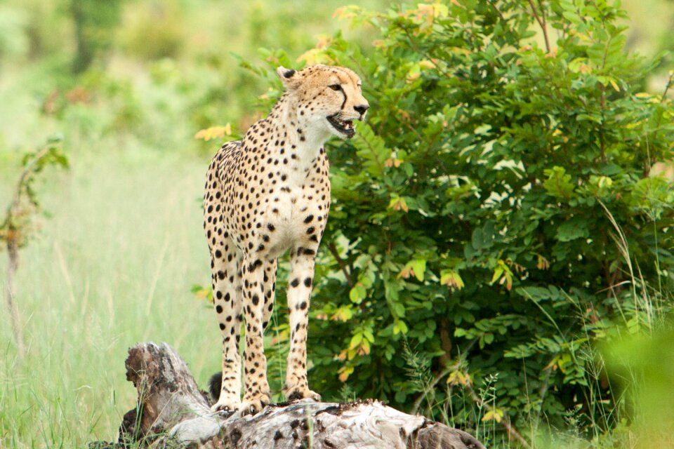 Grass outdoors cheeta photo