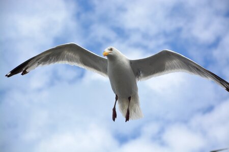 Bird sea nature photo