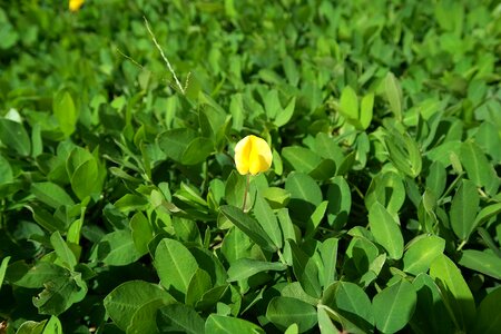 Yellow green gardening