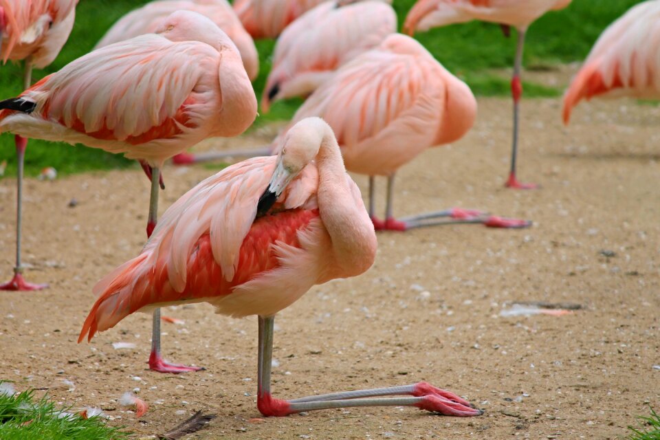 Water bird animals nature